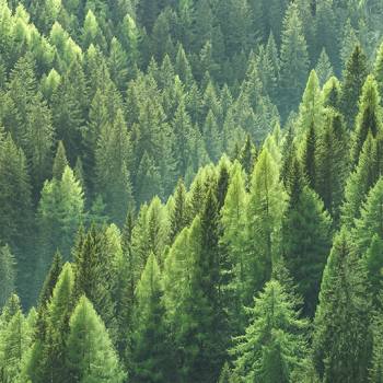 Why it pays to use Kyocera toner products aerial shot of trees in forest